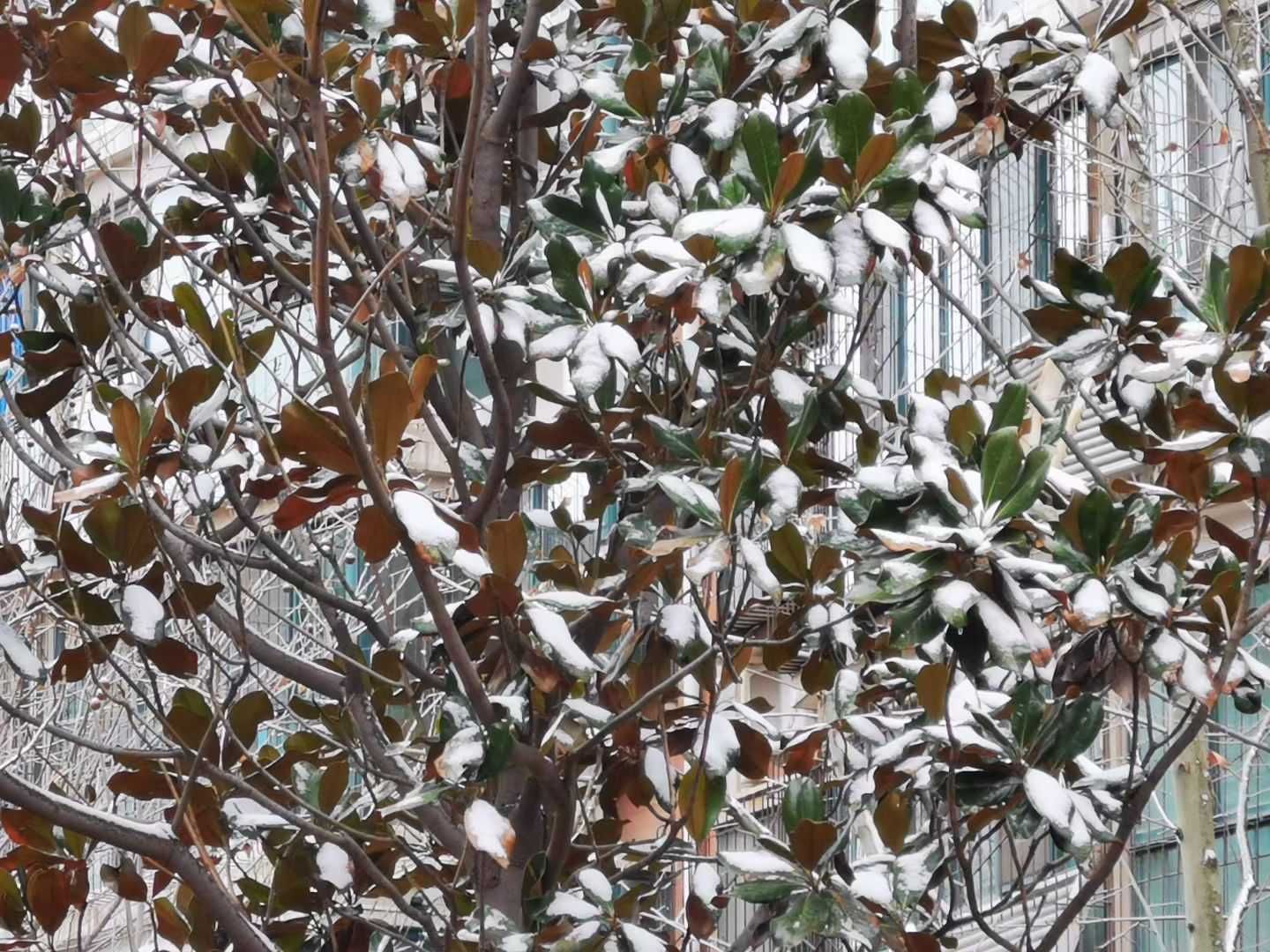 老年|泉城喜降春雪，银装素裹，分外妖娆