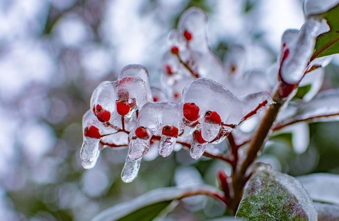  花枝|2020最后一个节气“冬至” 犹有花枝俏