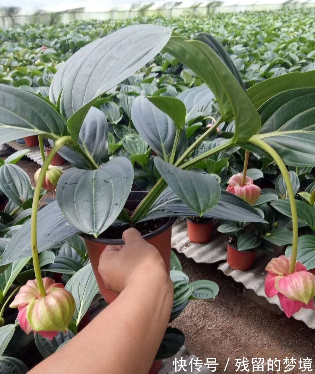 5种“富贵花”,谨记“穷养它”,大盆换小盆,才能开满富贵花