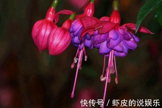 农历九月二十五霜降后,养什么花?以下3种花,生活如意阖家幸福