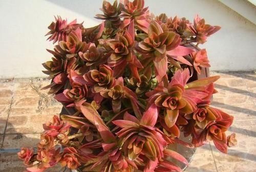 光照|此款多肉,适合新手养,不怕你虐,越虐越漂亮