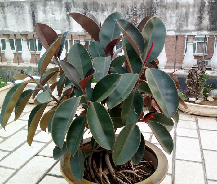 6种净化能力强的植物,第1名一叶兰,第2名芦荟,你养过哪些?