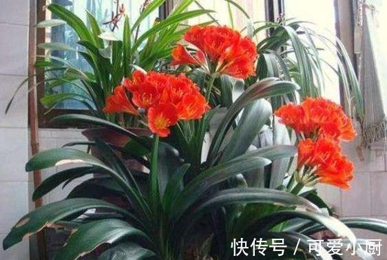 君子兰不会养，学会5招小技巧，叶片肥厚，开花一茬又一茬