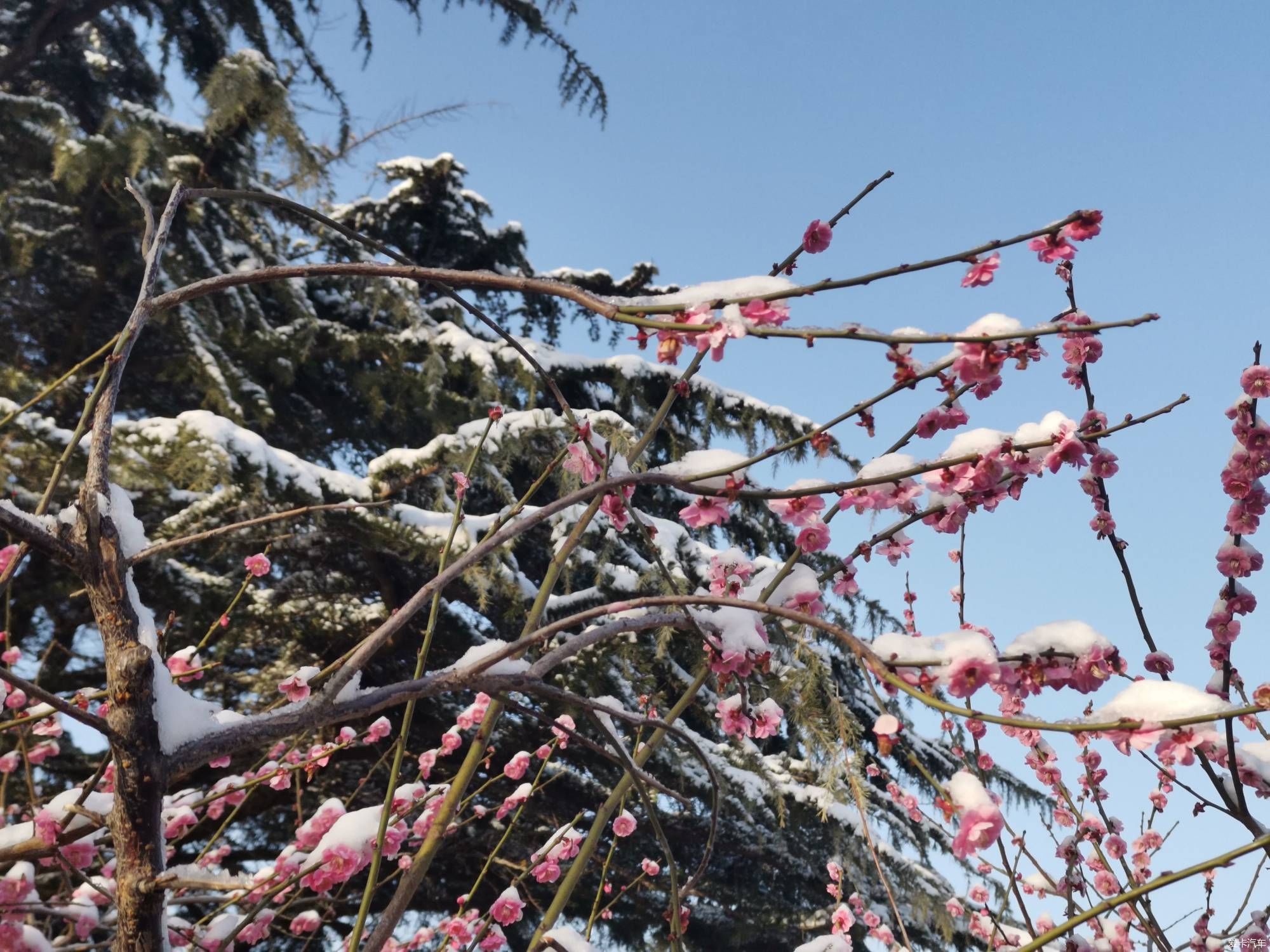 老年|【爱卡踏青季】踏雪寻梅