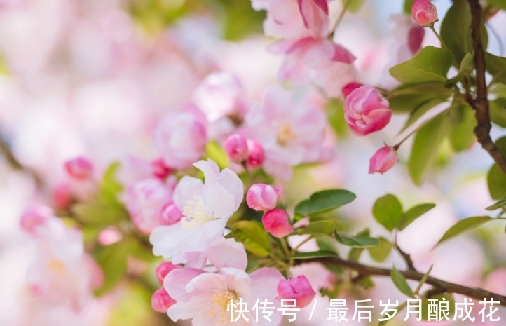 白羊座|本月末,4个星座不斤斤计较,生活好转幸福指数上升