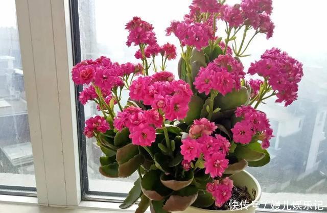 厕所|家里养这10样植物，摆放位置得讲究点，不然一盆都留不住