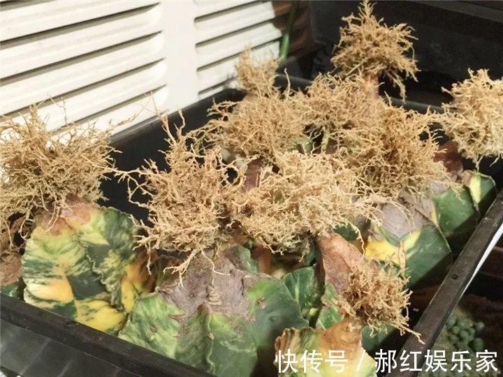 施肥|10个养花的坏习惯,赶紧改,不然真是浪费钱!