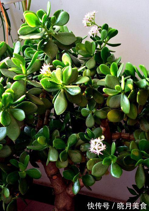 龟背竹|5种“大盆花”适合养客厅,旺家有格调,吉祥好养,易成“老桩”