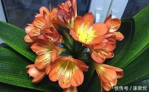 花友们|想要君子兰根壮叶绿不歪斜,养护时注意这点,君子兰蹭蹭直长爆盆