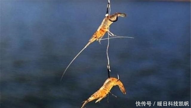 河虾|这东西河边就有，钓鱼效果绝佳，蚯蚓或“地位不保”