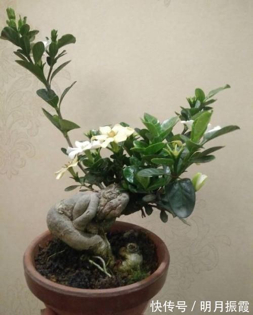 6种漂亮花,不仅外形美,还越养越值钱,富贵人家都爱养!