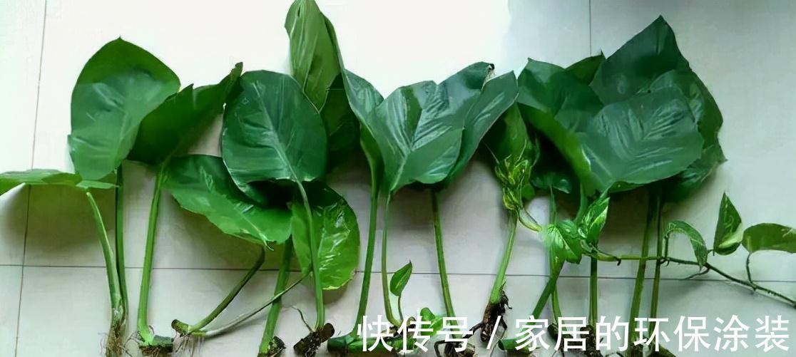 进入10月，建议扦插5种花，温度适宜利于生根，成活率直线上升