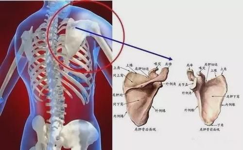 斜方肌|练背找不到肌肉发力感，一定要先练这4个动作！