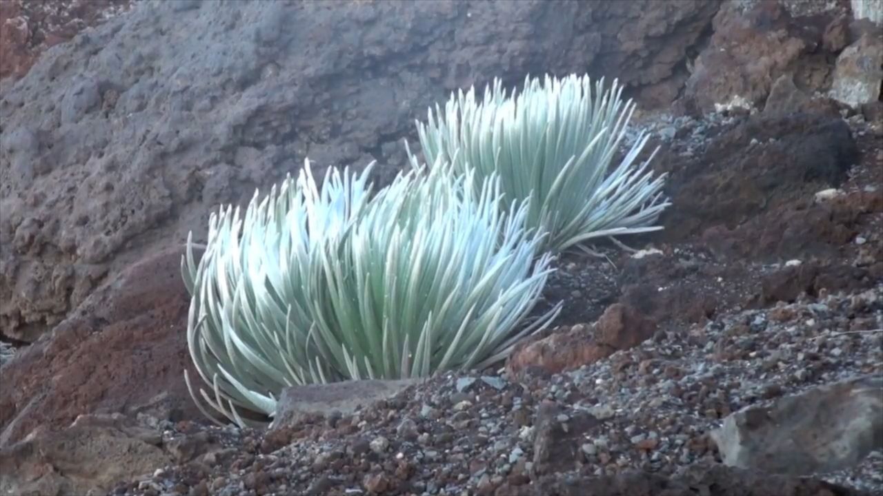国家公园|全球最奇特的花，每六十年开花一次，已被列为珍稀物种