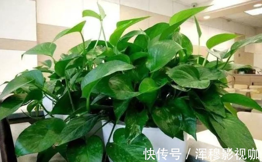 虎皮兰|家中常养5种花“不用买”掐个枝条插土里就能活，7天就生根！