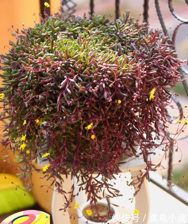 九种“皮实花”,多晒少管长得好,养成老桩更高档,绿萝没上榜