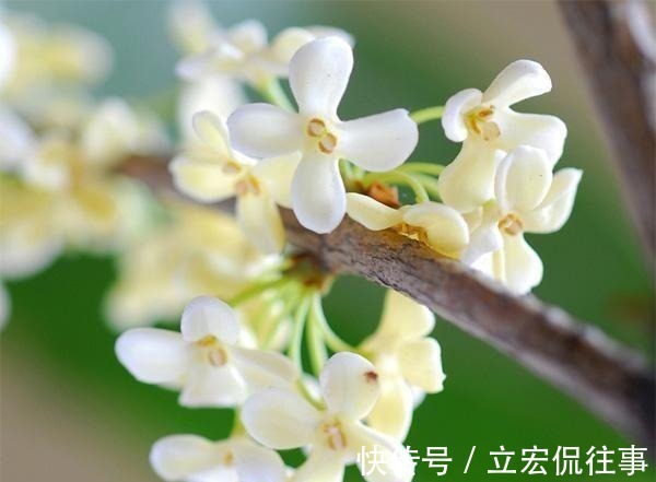 栀子花|家里种上这5种香花, 一年四季不出门都能闻到花香。