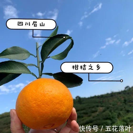 到底|到底多好吃的橙子,才配叫果冻橙