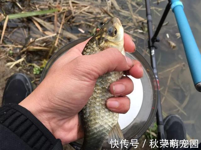 终结者|冬钓鲫鱼用什么商品饵?这5个配方简单又好用,值得一试