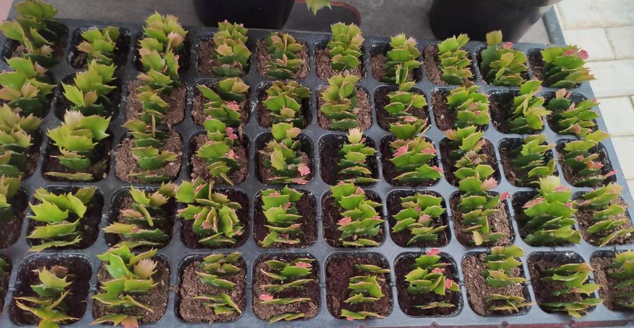 5种“洋气”花,趁着“天冷”快扦插,生根快,开花早,真省钱