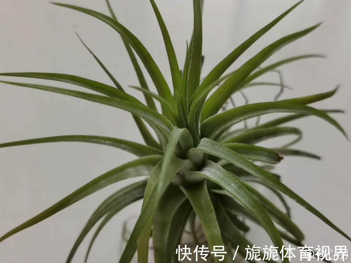 家里光不好,就养10种耐阴绿植,叶子比花还要美