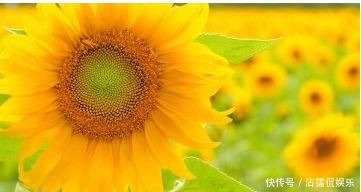 太阳花|以下3种花,越贱养长的越好,1个月不浇水也能疯长!懒人养花必备