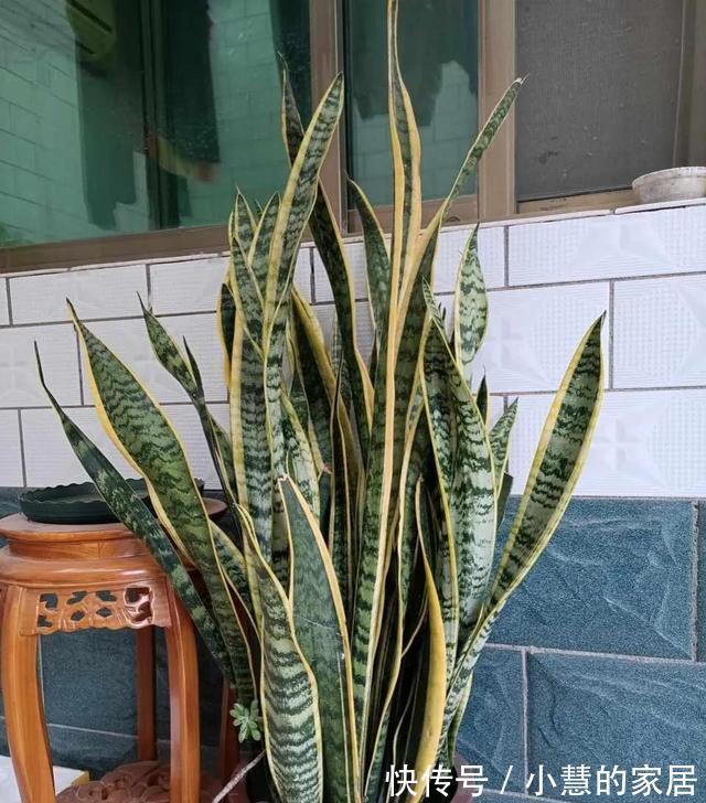 秋天养虎皮兰，必做四件事，少做一个可能会影响生长