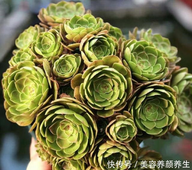 最怕冻的8种多肉，温度低就进屋，小心冻伤冻死！