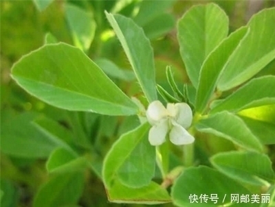 心血管|它是农村“救命草”，治心血管，清热解毒，祛毒健体，你认识吗