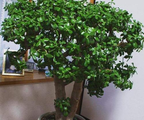 5种漂亮花，自己能储水，30天不浇水照样生机勃勃，懒人都喜欢