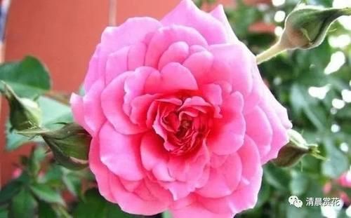 区别|月季、蔷薇、玫瑰有区别，懂得1点，全都能养好，开花一茬茬