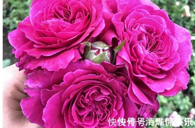 喜欢玫瑰,就养盆珍稀品种“女人香气”,丰腴婀娜,娇嫩柔和!