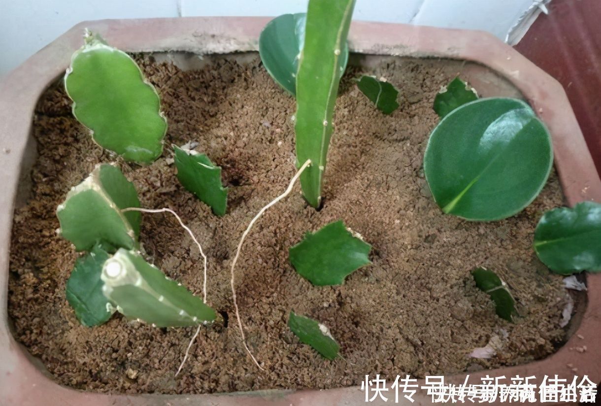 养花用“沙子”栽种,好处多多,告诉你它的4个使用“技巧”