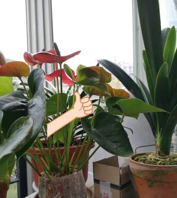 长寿|一棵长寿的花,124个花箭,开花,锅盖打开的方法