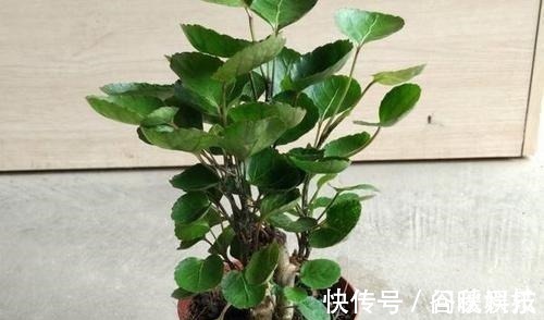 盆栽|家里摆上10种花，越来越兴旺、发达，个个都是“吉祥”花