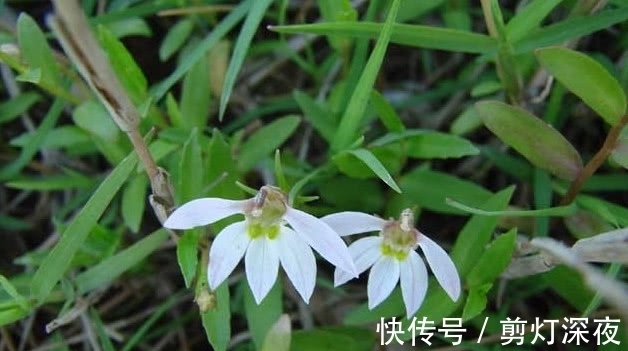 半边莲|一种野草花开像“莲花”,它好看还是好药材,只是如今少见很稀罕