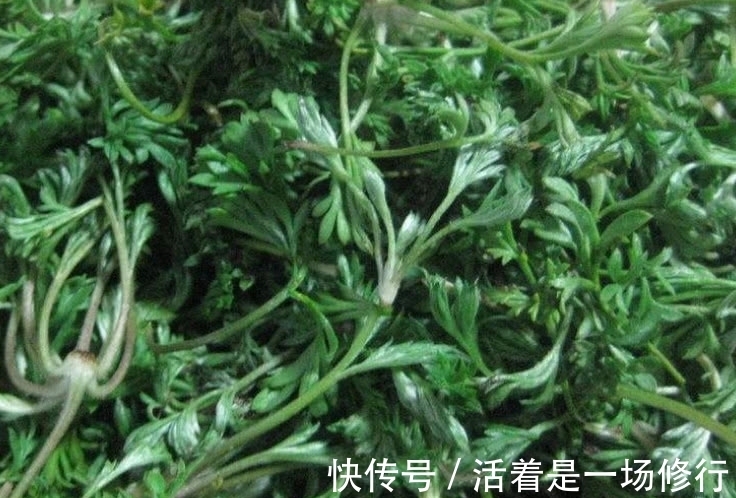 护肝草|这野菜摘下来直接就能吃，农户称它“护肝草”，过了4月份没得吃