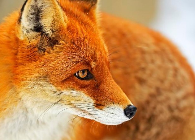 故事男子山间劳作，吓走偷粥喝的狐狸，怎料却招来一段美好姻缘