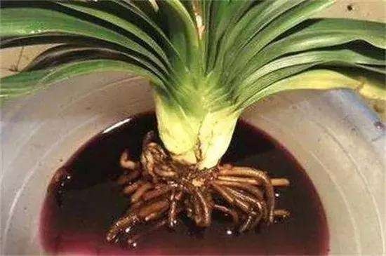 君子兰夏天容易烂根赶紧砍一刀,栽土里还能重新长!