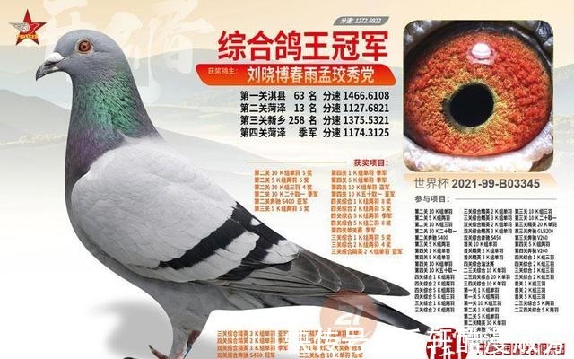 職業(yè)賽場(chǎng)|職業(yè)賽場(chǎng)哪家強(qiáng)且看這批2021年實(shí)力冠軍鴿王