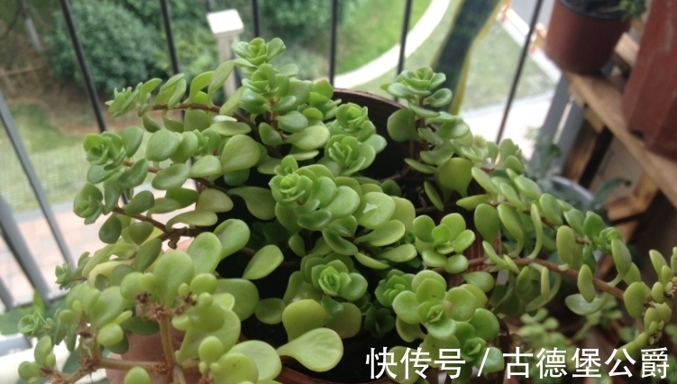 花土|多注意这5点,金枝玉叶养成老桩,操作简单、成功率高