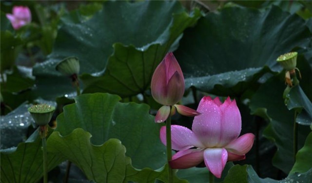 雨露&雨露荷花七首,杜甫写得清艳,李商隐写得忧伤,杨万里写得俏皮