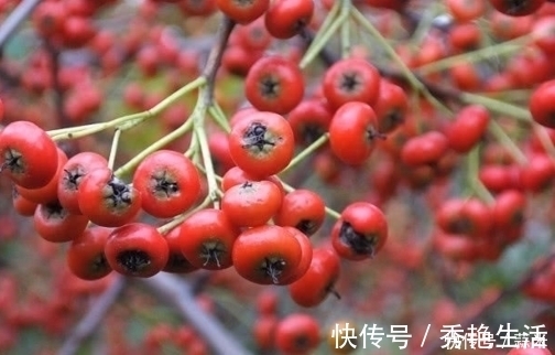 果子|农村漫山遍野的红果子，当初是农名伯伯的救命果，能活血止血