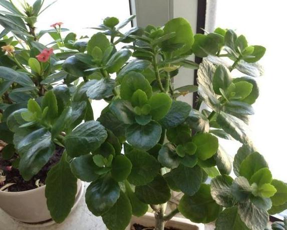 长寿|6、7月盆栽长寿花,该如何养好3个窍门让它花期开花挡不住