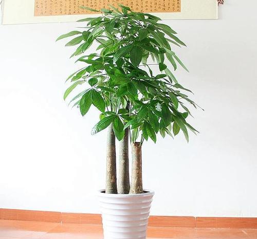 金钱树|5种漂亮花，自己能储水，30天不浇水照样生机勃勃，懒人都喜欢