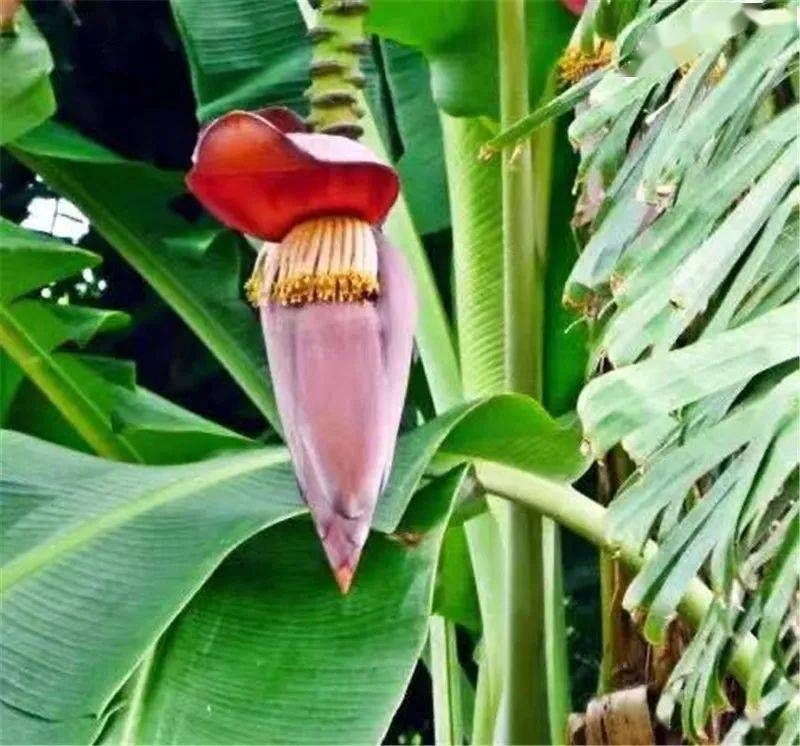 苦瓜花生排骨汤的做法