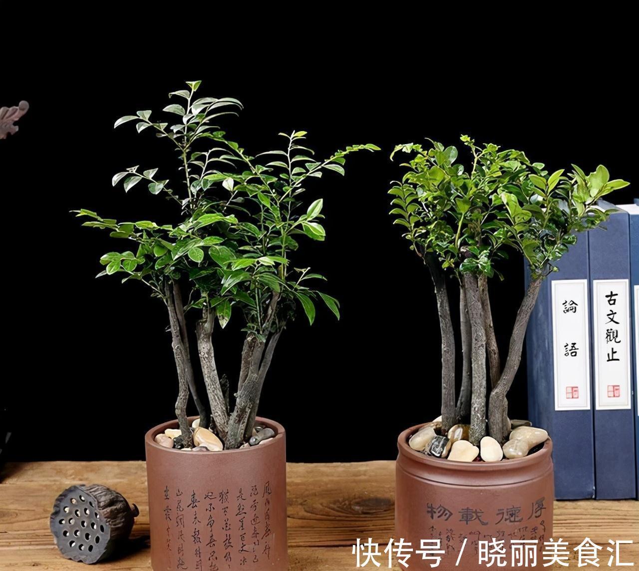 植物|小叶紫檀，盆栽做到这2点，枝叶可散发出香味，令人神清气爽