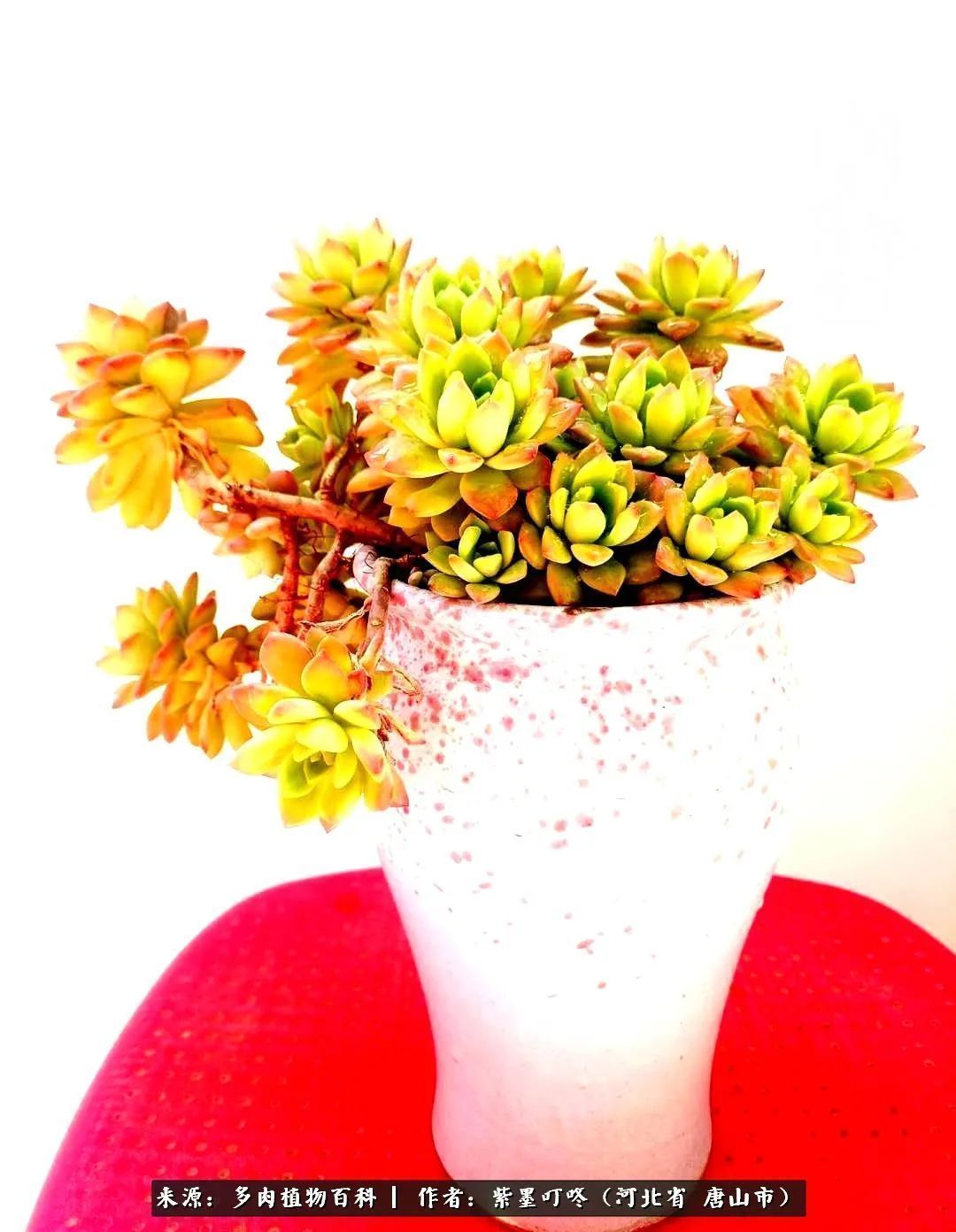 普货|从平凡中寻找美感,从噪杂中寻找宁静——多肉给予我的心灵疗愈!