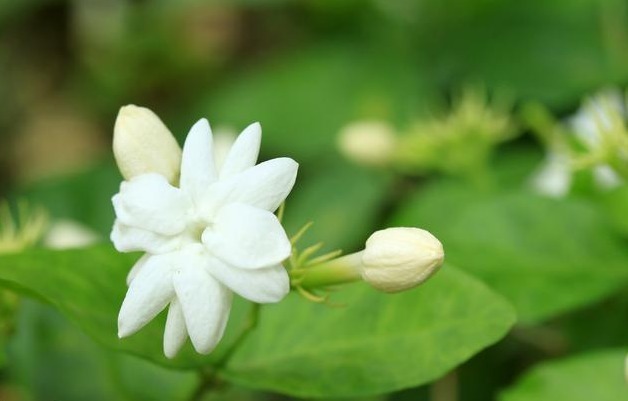 8种花不用花钱买,掐片叶、剪根枝,找个花盆种起来,家里放不下