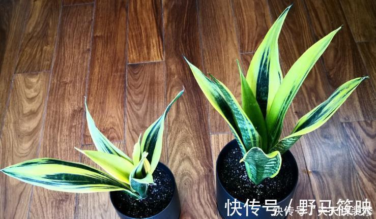 养殖|新人养花容易出问题，不如盆栽虎皮兰，注意4点，好活漂亮